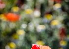 2016-05 DSC 2577 Coquelicots-Ok : 003 NATURE, Coquelicot, Fleur, coquelicots, fleur, fleurs, flower, flowers, pavot poppy, poppies, poppy